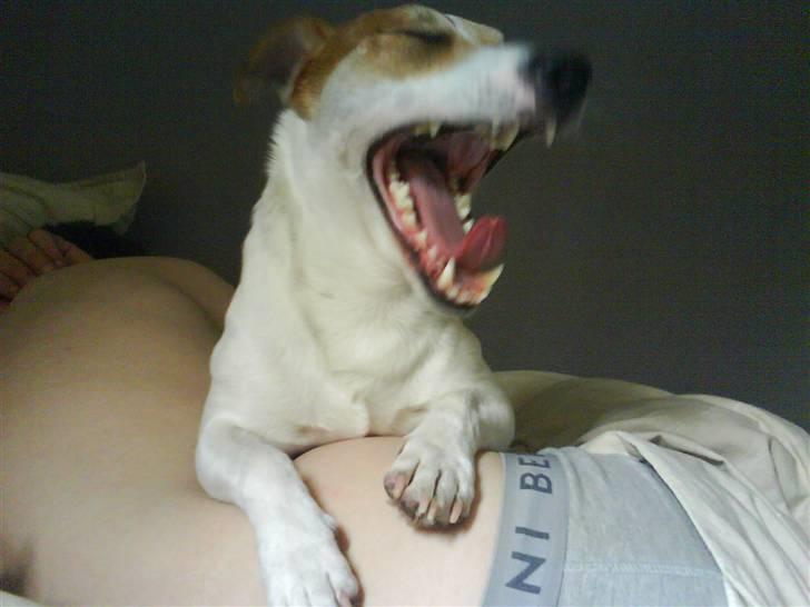 Jack russell terrier AaB - Maj 2008 billede 2