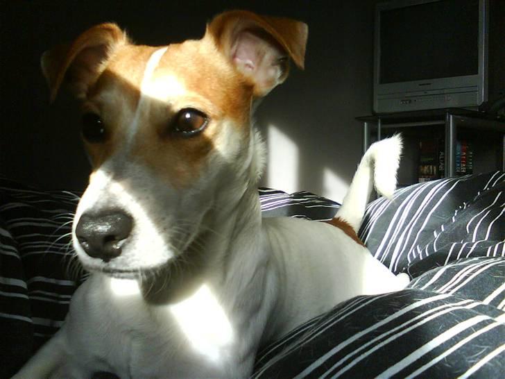 Jack russell terrier AaB - Marts 2008 billede 3