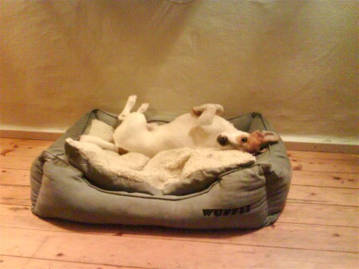 Jack russell terrier AaB - Januar 2008 billede 4