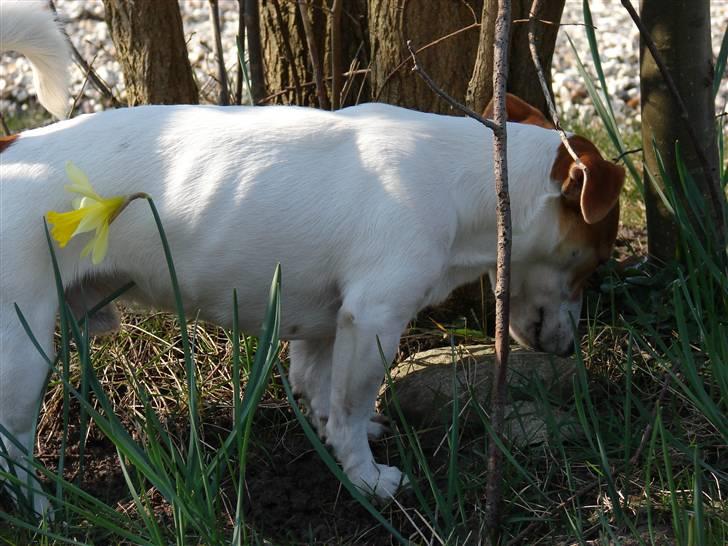 Jack russell terrier AaB - Marts 2007 billede 5