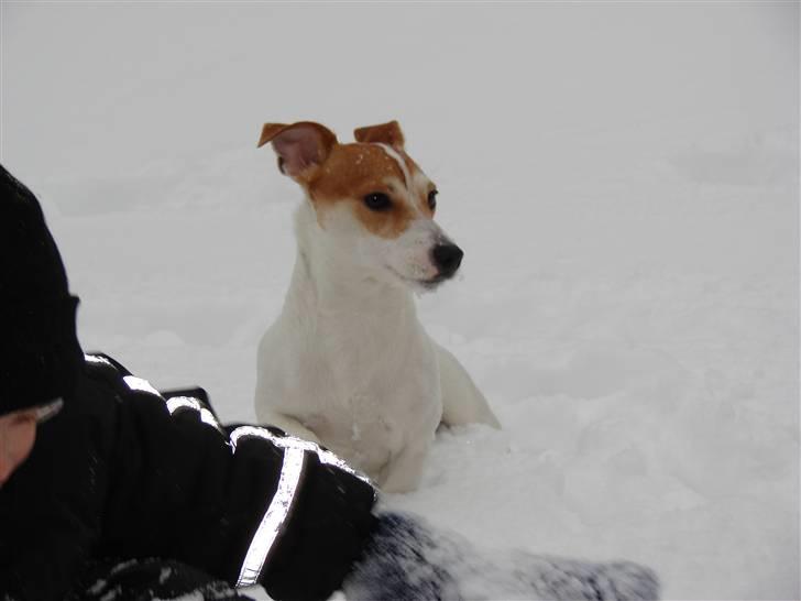 Jack russell terrier AaB - Febuar 2007 billede 6