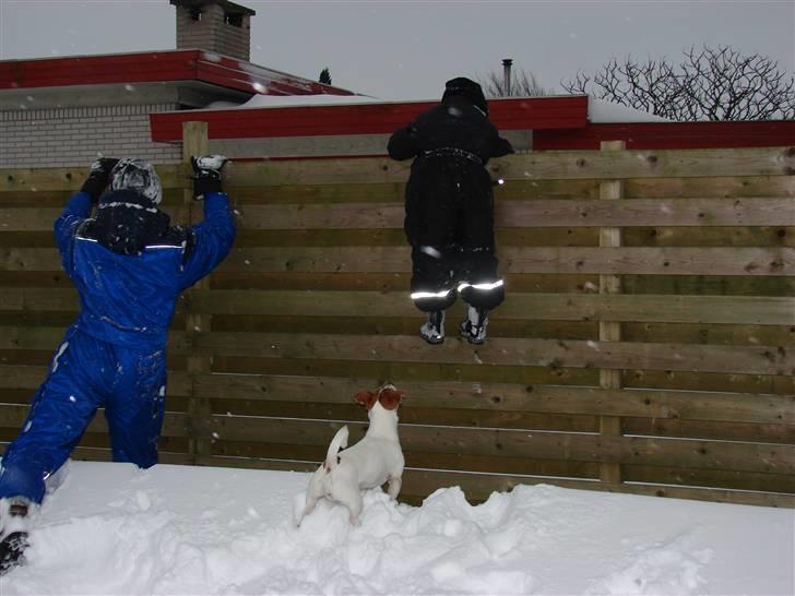 Jack russell terrier AaB - Febuar 2007 billede 7