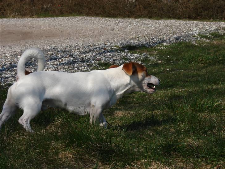 Jack russell terrier AaB - Marts 2007 billede 8