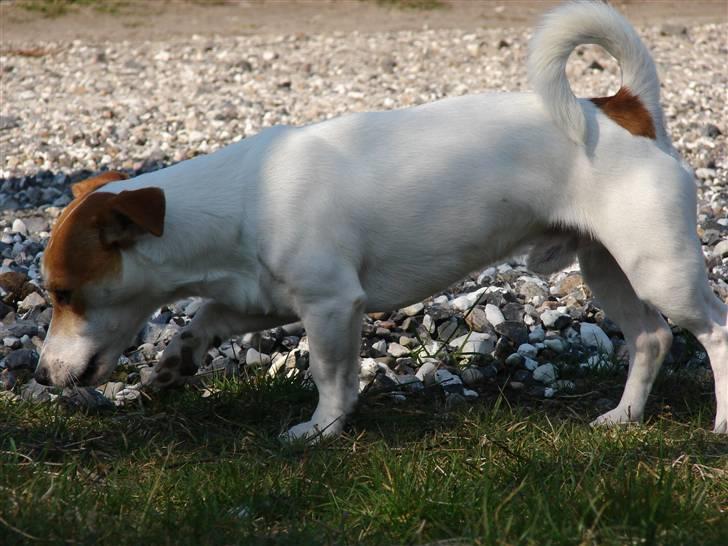 Jack russell terrier AaB - Marts 2007 billede 9