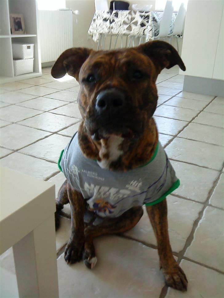 Blanding af racer Amstaff/Presa *Chanel* - Chanel efter hun er blevet steriliseret.. Så flot hun klarede det.. Dygtig prinsesse... billede 13