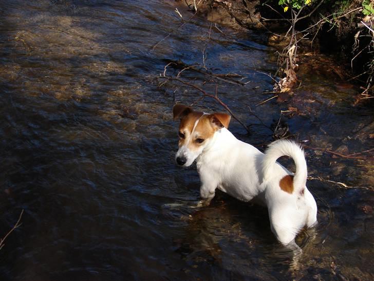Jack russell terrier AaB - April 2007 billede 10