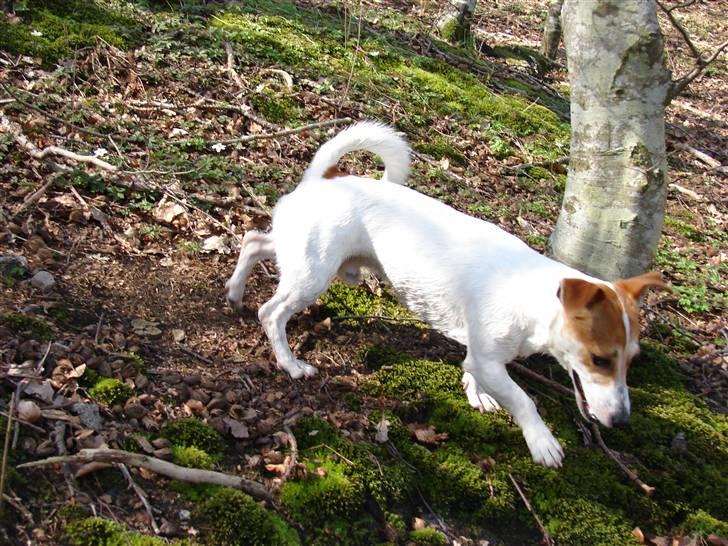 Jack russell terrier AaB - April 2007 billede 11