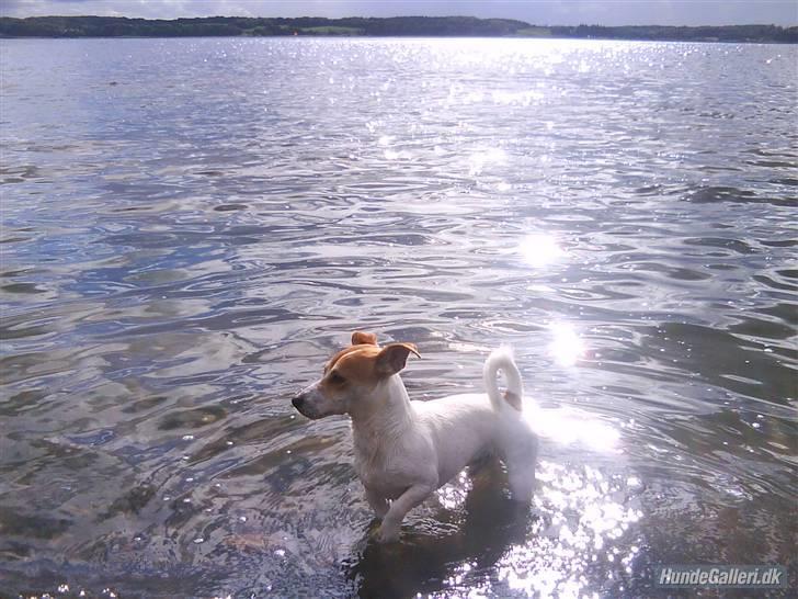Jack russell terrier AaB - Juli 2008 billede 12
