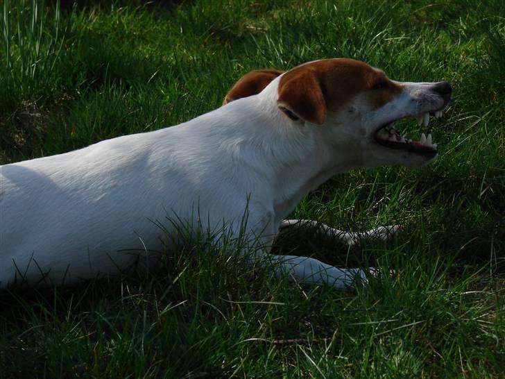 Jack russell terrier AaB - April 2007 billede 13