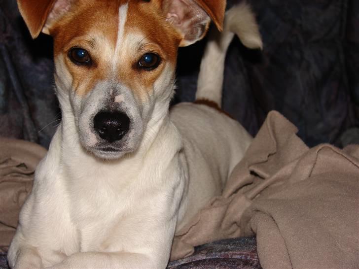 Jack russell terrier AaB - Maj 2007 billede 14