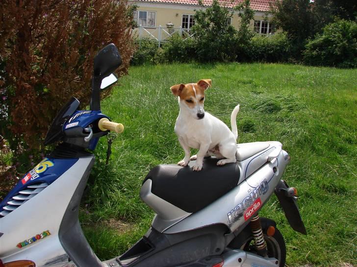 Jack russell terrier AaB - Juli 2007 billede 15