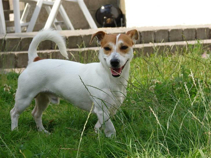 Jack russell terrier AaB - Juli 2007 billede 16