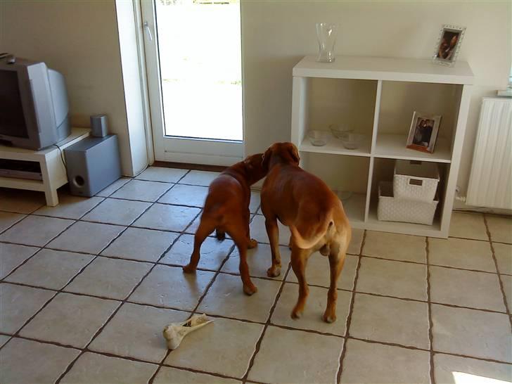 Amerikansk staffordshire terrier *Armani* - Far og søn leger.. De ligner tvillinger.. billede 9