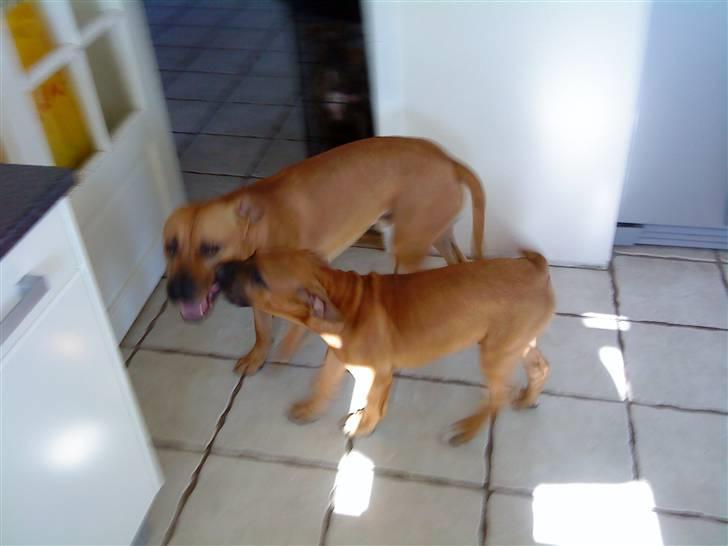 Amerikansk staffordshire terrier *Armani* - Far og søn leger.. De ligner tvillinger.. billede 10