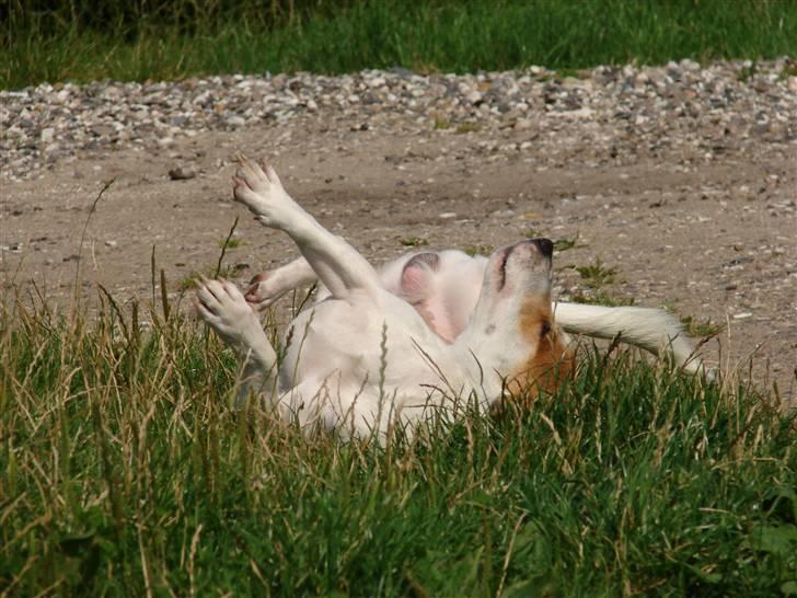 Jack russell terrier AaB - Juli 2007 billede 17