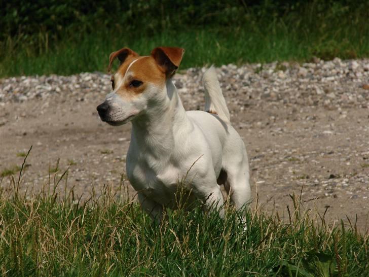 Jack russell terrier AaB - Juli 2007 billede 18