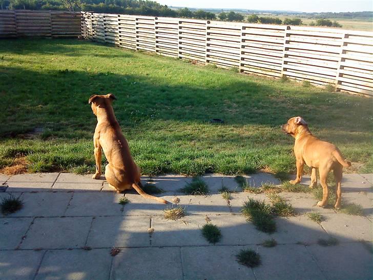 Amerikansk staffordshire terrier *Armani* - Far og søn nyder det dejlige sommervejr.. billede 11