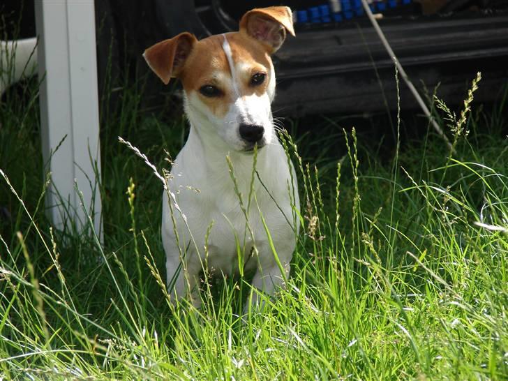 Jack russell terrier AaB - Juli 2007 billede 19