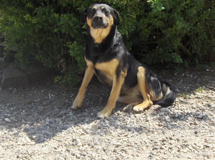 Blanding af racer Trine *R.I.P* billede 7