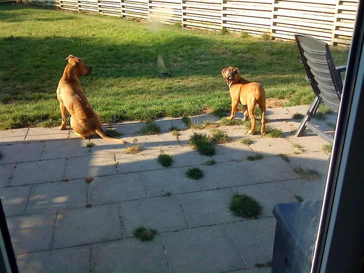 Amerikansk staffordshire terrier *Armani* - Far og søn nyder det dejlige sommervejr.. billede 12