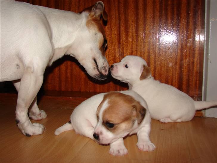 Jack russell terrier AaB - Juli 2007 billede 20