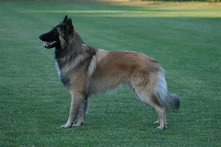 Tervueren Gizmo billede 1