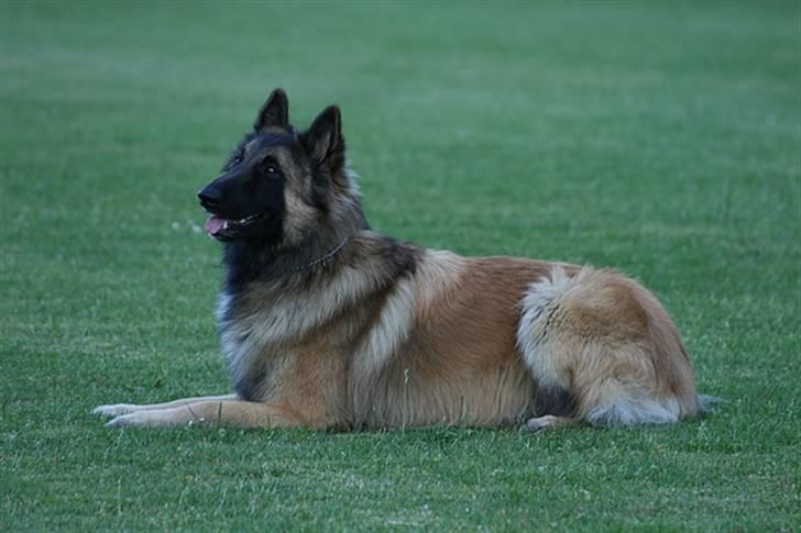 Tervueren Gizmo billede 2