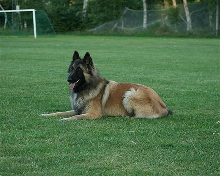 Tervueren Gizmo billede 3