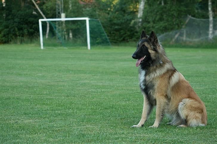 Tervueren Gizmo billede 4