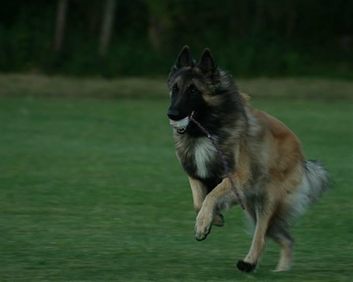 Tervueren Gizmo billede 5