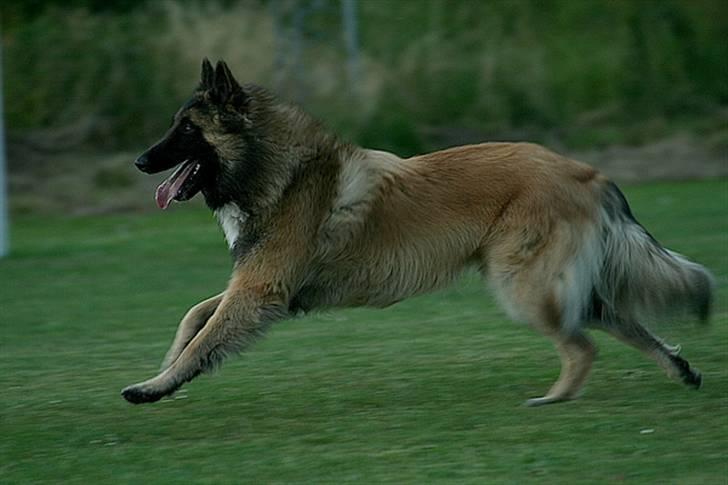 Tervueren Gizmo billede 6