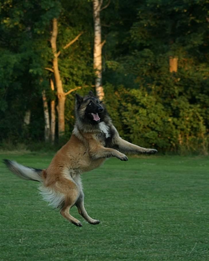 Tervueren Gizmo - Hvor pokker blev den bold af???? billede 7