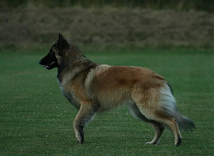 Tervueren Gizmo billede 8