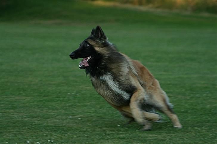 Tervueren Gizmo billede 9