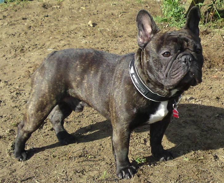 Fransk bulldog  - Louie B. Murphy - Er jeg ikk flot? billede 9