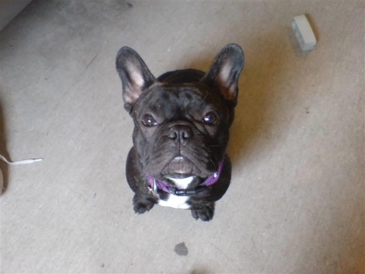 Fransk bulldog  - Louie B. Murphy - "Jeg tigger ikke" billede 10