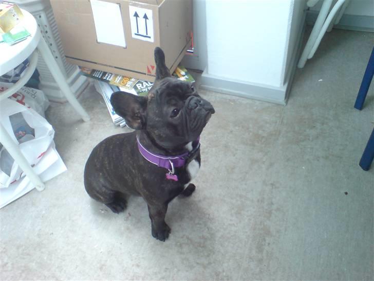 Fransk bulldog  - Louie B. Murphy - "Jeg tigger stadig ikke" billede 11