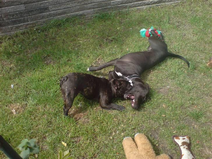 Fransk bulldog  - Louie B. Murphy - "Hun kan baer komme an, hende Baune. Godt nok er hun eb farlig "kamphund", men jeg har overtaget" hehe billede 12