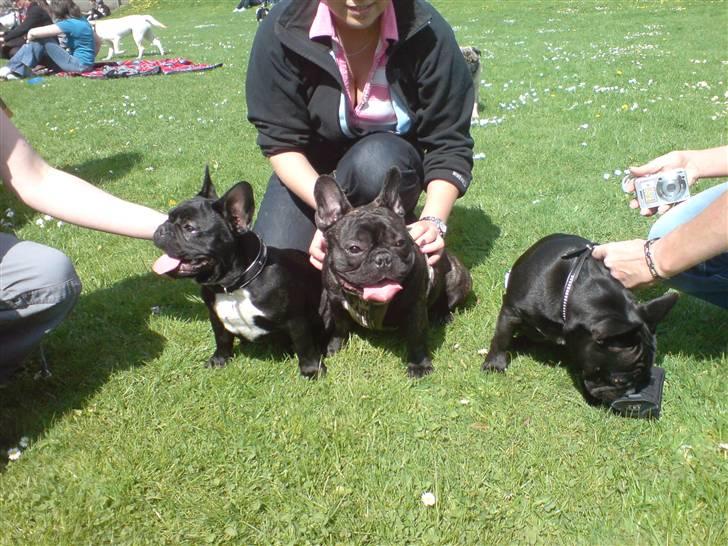 Fransk bulldog  - Louie B. Murphy - 3 flotte på stribe :-D billede 13