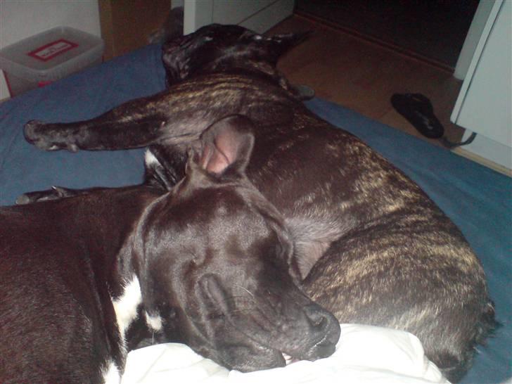 Fransk bulldog  - Louie B. Murphy - Så puttes der efter vild leg billede 14