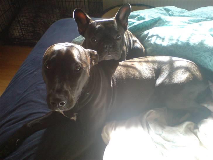 Fransk bulldog  - Louie B. Murphy - "Er vi ikke søde?" billede 15