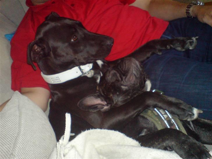 Fransk bulldog  - Louie B. Murphy - "Vi ser tv alle tre" billede 16