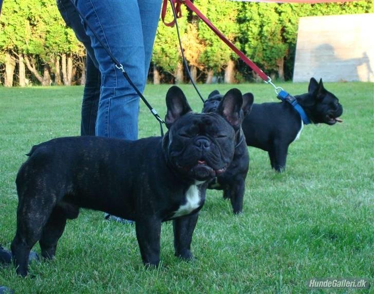 Fransk bulldog  - Louie B. Murphy - Her er vi til ringtræning billede 17