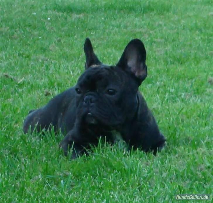 Fransk bulldog  - Louie B. Murphy - Afslapning efter ringtræning billede 18