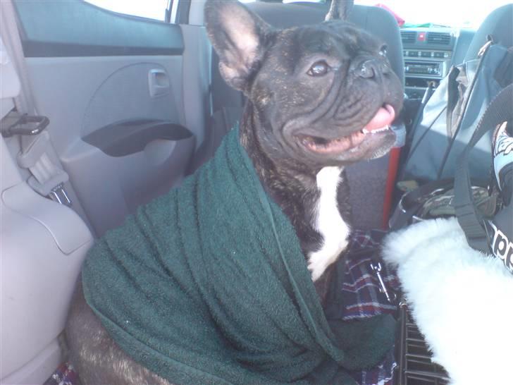 Fransk bulldog  - Louie B. Murphy - På vej hjem fra Ballerup. Der var varmt i bilen, så et vådt håndklæde er skønt :-) billede 19