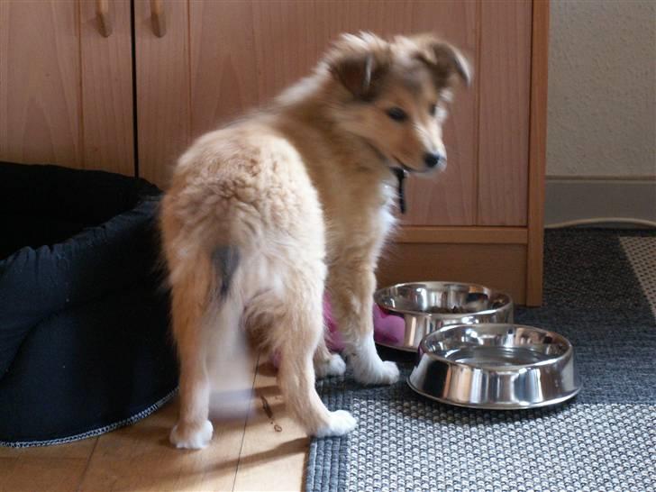 Shetland sheepdog Luna - Ville du noget? billede 2