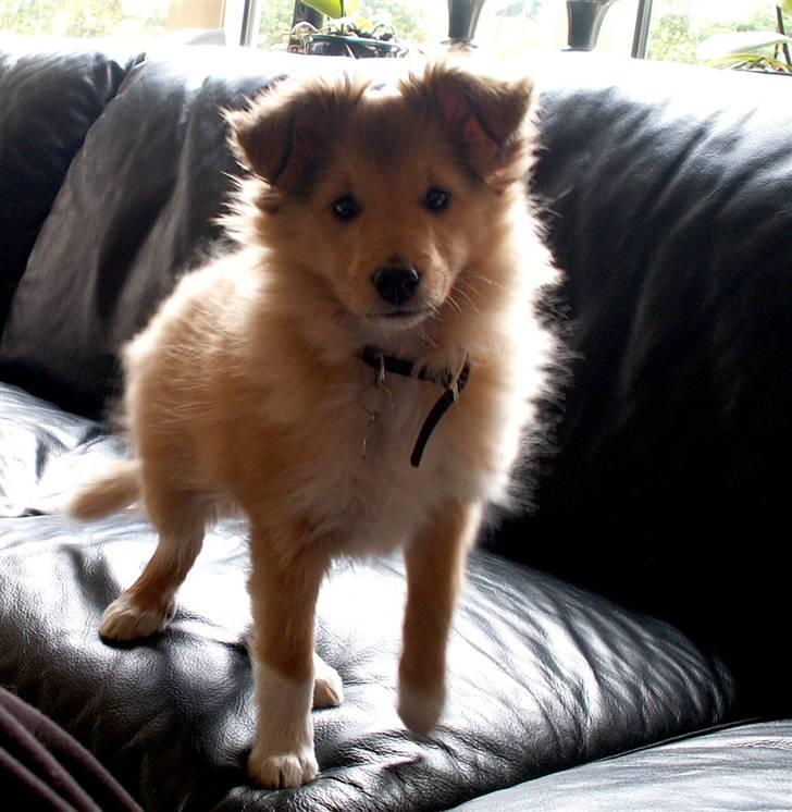 Shetland sheepdog Luna - Hva´ så, skal vi lege? billede 4
