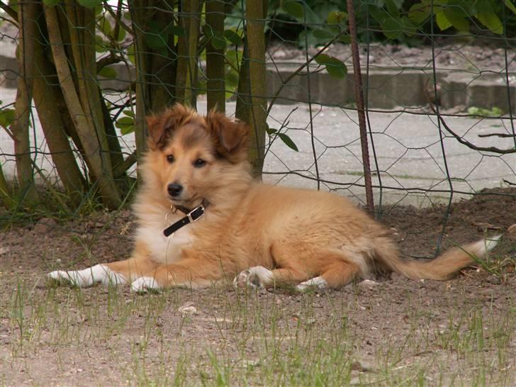 Shetland sheepdog Luna - Er jeg ikke yndig? billede 5