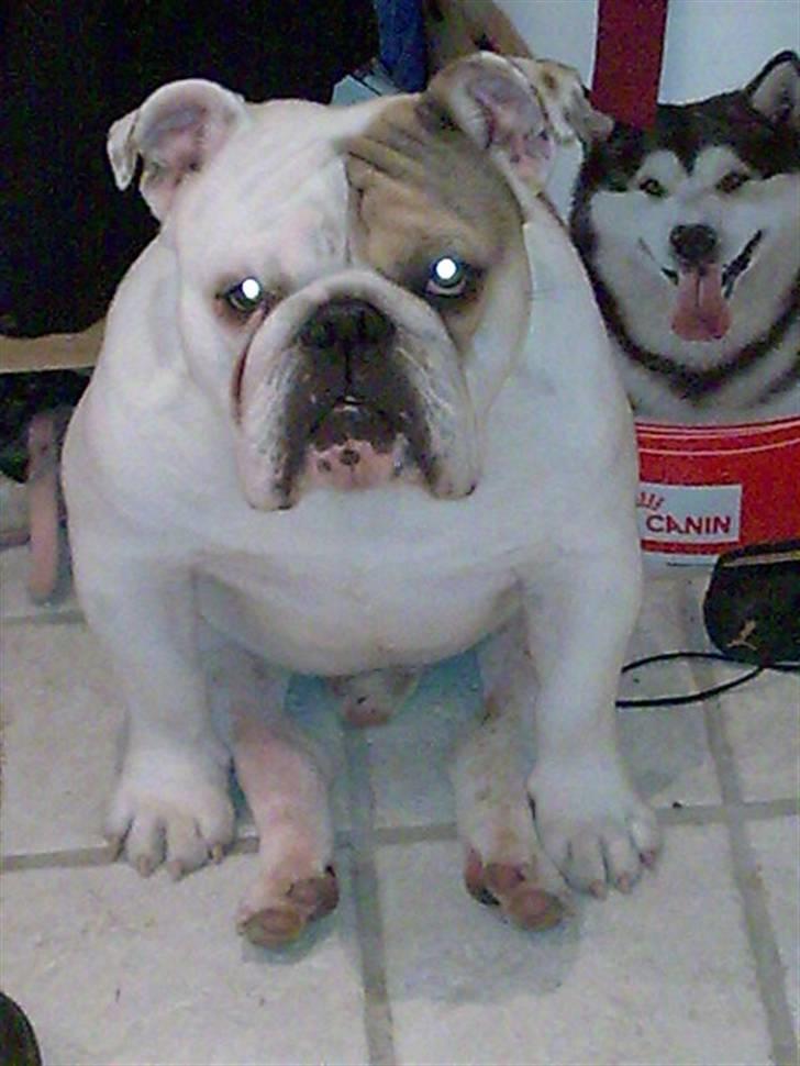 Engelsk bulldog Link billede 6