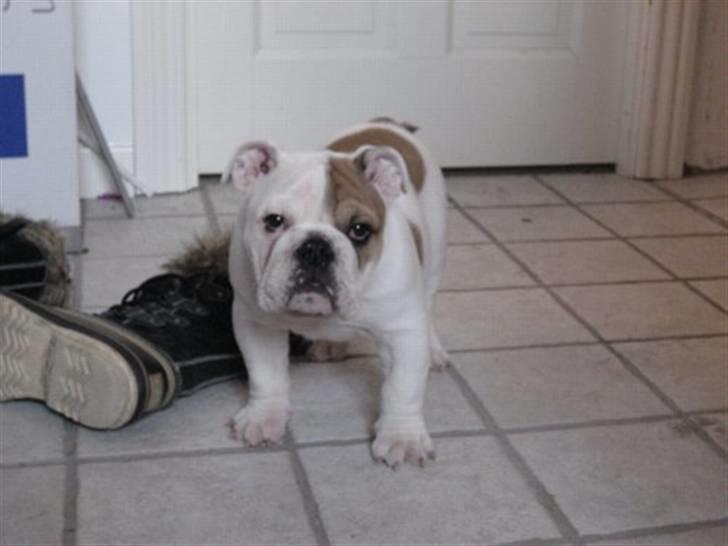 Engelsk bulldog Link billede 7